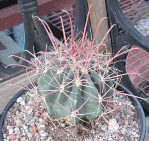 Ferocactus gracilis Long Red Hooked Spine Cactus MD  