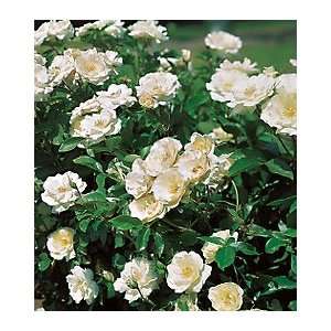  White Simplicity Hedge Rose Patio, Lawn & Garden