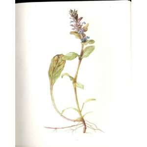    Perrin Ltd Ed 1914 Flowering Plant The Common Bugle