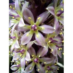  Bi Color Pineapple Lily  2 Bulbs  Eucomis Marooned Edge 