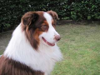 Wunderschöner Australian Shepherd Deckrüde in Red Tri von Privat in 