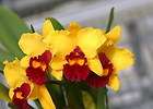 Cattleya, Spezies Artikel im Orchideen Shop Shop bei 