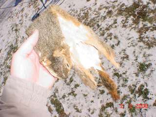 Fox Squirrel pelt beautifully tanned skin hide leather, also called 