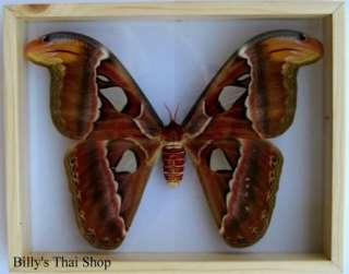Butterfly / Schmetterling* Attacus Atlas * Female * G  