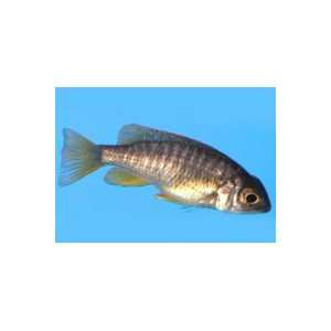  Copadichromis borleyi Gold Fin