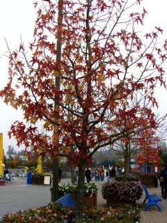 Der amerikanische Amberbaum ist in seiner Heimat ein bis zu 40m 