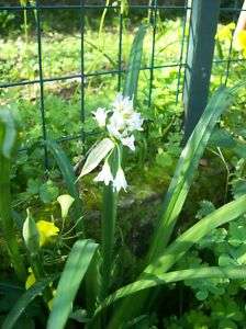 Samen Glöckchen Lauch (Allium triquetrum) wilder Porree  