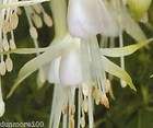 Fuchsias  