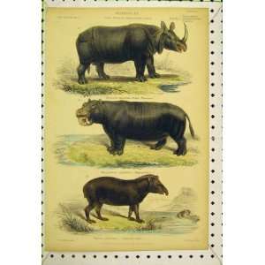  Mammalia C1850 Colour Tapir Rhinocerous Hippopotamus