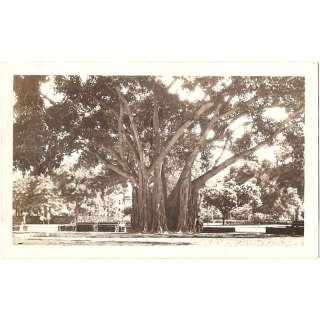 Old 1930 Vintage VELOX Photograph Banyan Tree Hawaii HI  