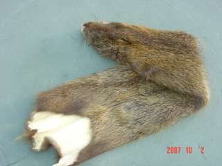 Nutrea pelt tanned skin water animal hide trapper fur  