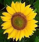 lb BLACK OIL SUNFLOWER SEEDS Sun Flower Garden Fresh 2012 Seed