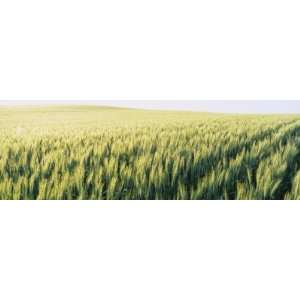 Field of Barley, Whitman County, Washington State, USA Photographic 