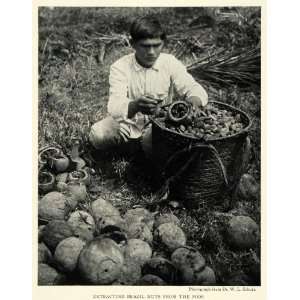  1926 Print Brazil Nuts Pod Schurz Brazilian Portrait 