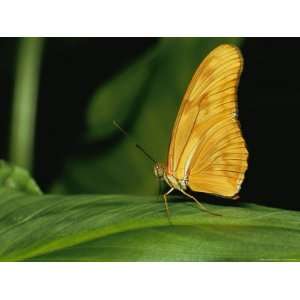 An Orange Long Wing Butterfly, Also Known as a Julia Butterfly, Lands 