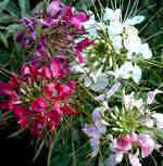 GIANT QUEEN MIX CLEOME/SPIDER FLOWER SEEDS / PERENNIAL  