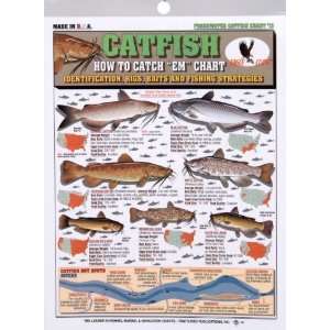  Freshwater Fish Chart Catfish #13