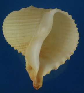 Seashell Rapa rapa, GIANT, 78 mm, # 38042  