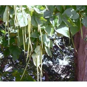  1000 Catalpa (Chinese Bean Tree) Seeds 