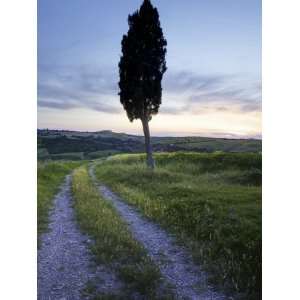  Lone Cypress Tree at Sunset, Near Pienza, Tuscany, Italy 