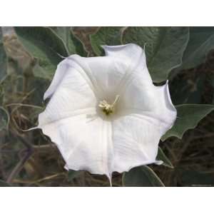 Closeup of a Chumash Hallucinogenic Plant Datura, California Stretched 