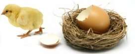 Cool Lite Incubator Egg Candler Tester  Hatching Eggs  