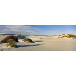 Desert Plants in White Sands National Monument, New Mexico, USA by 