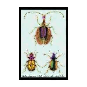   Sycophanta Elaphrus Raperius et al #1 20x30 poster