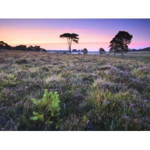  Wildflowers and Pine Trees on Wilverley Plain, New Forest 