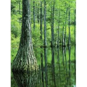  Bald Cypress, Apalachicola National Forest, Florida, USA 