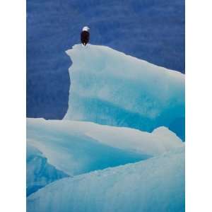  Bald Eagle on an Iceberg in Tracy Arm, Alaska, USA Premium 