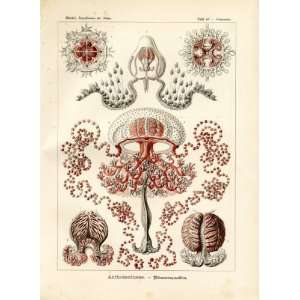 Ernst Haeckel 1904   Anthomedusae   Artforms of Nature Kunstformen der 