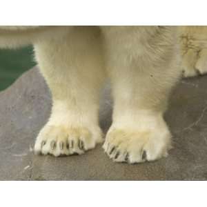 Close Up of a Juvenile Polar Bear Paws Reveal Tiny Claws, Henry Doorly 