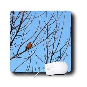   Turner Bird Photography   Red Robin in Tree   Mouse Pads Electronics