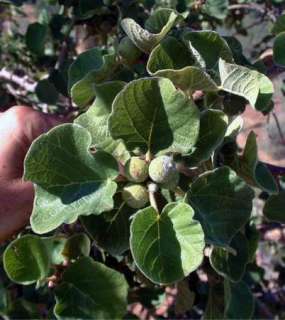 Ficus tettensis   Small Leaved Rock Fig   10 Fresh Seeds  