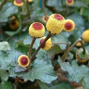   PLANT Spilanthes Oleracea 100 SEEDS FASCINATING   CALLED EYEBALL PLANT