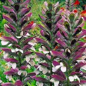 Bears Breeches Plant   Acanthus mollis   SHADE  