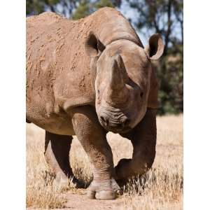 Southern White Rhinoceros Walking Through Scrub in South Africa 