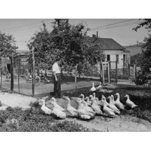  Thomas E. Dewey Watching Ducks on His Farm Photographic 