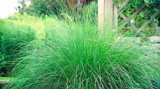 Wind Dancer Love Grass 15 Seeds   Eragrostis  