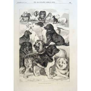  Prize Dogs Birmingham Dog Show Antique Print 1870