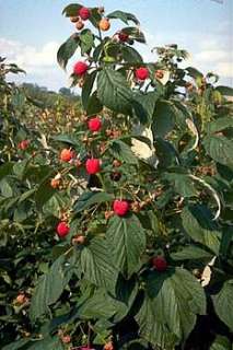 Latham Summer Red Raspberry Plant   Delicious   Potted  