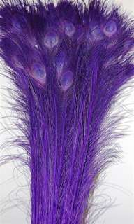 100 Pcs BLEACHED PEACOCK TAILS Feathers 35 40 PURPLE  