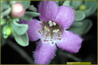 Texas Sage Plant   Purple Flowers  