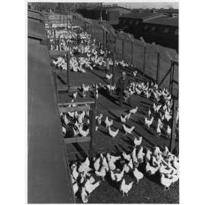 Poultry farm,Manzanar Relocation Center,California / photograph by 