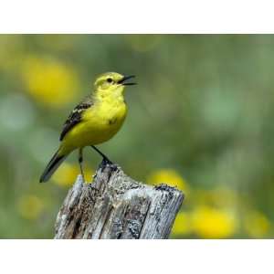 Yellow Wagtail Male Singing on Old Fence Post, Upper Teesdale, Co 