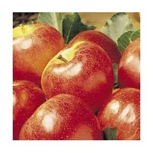   and 1 Fuji Apple 3 foot bareroot Tree Whips Patio, Lawn & Garden