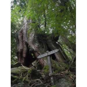  Sugi Cedar Tree, Yaku Shima, Kyushu, Japan Photographic 