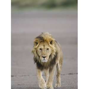 Lion (Panthera Leo) Walking Towards Camera, Serengeti National Park 