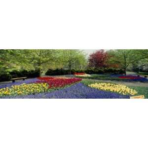  Flowers in a Garden, Keukenhof Gardens, Lisse, Netherlands 